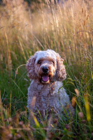 黄页网址大全免费安全 黄页网址大全免费安全
