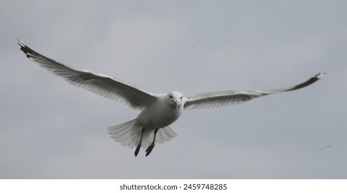 香港三级草莓视频 香港三级草莓视频