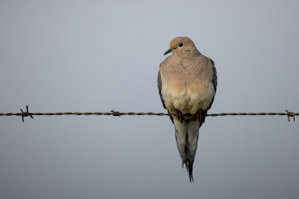 香蕉伊思人在钱 香蕉伊思人在钱